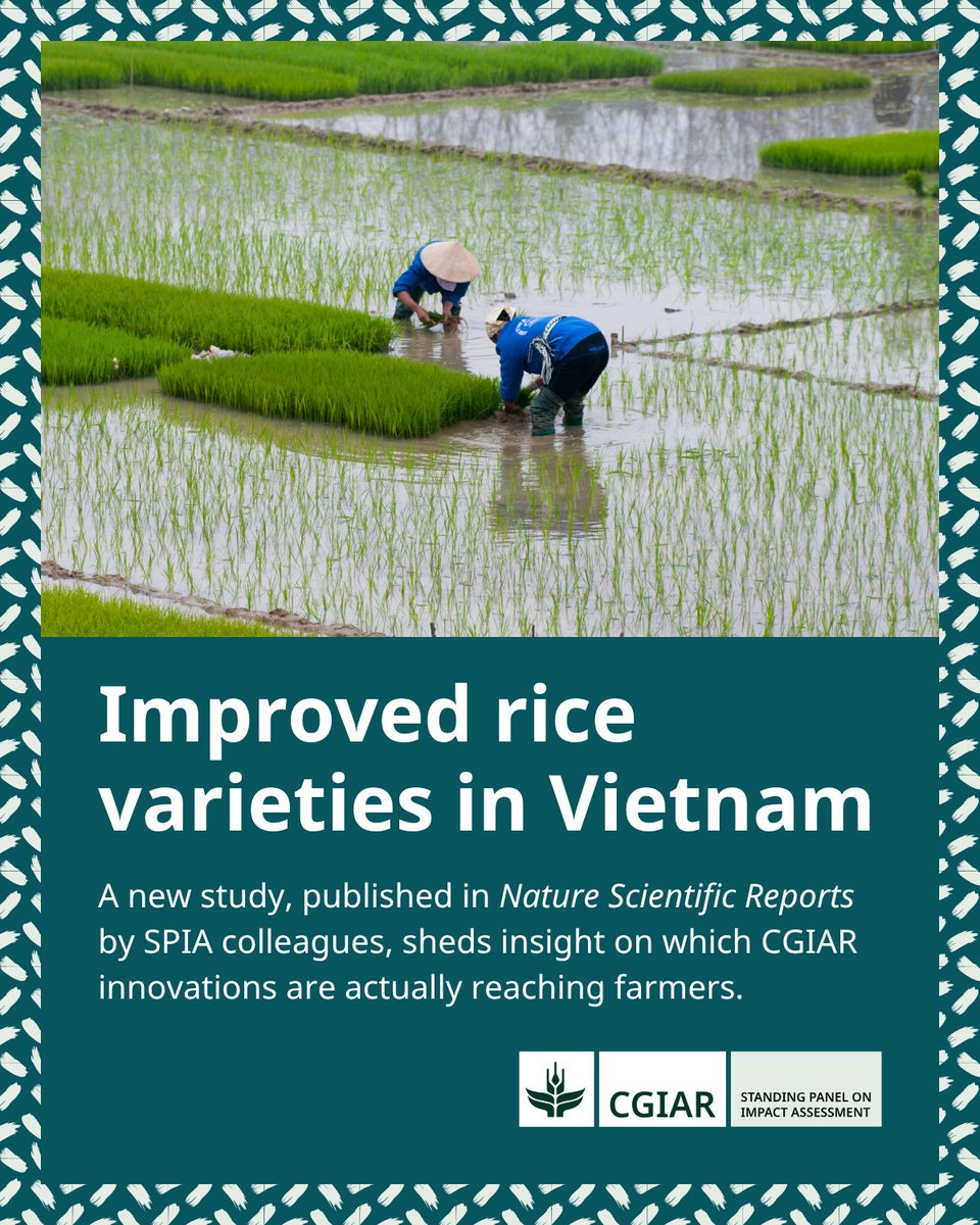 IAES_CGIAR's tweet photo. What are farmers actually growing? 

It's a surprisingly hard question to answer. For @CGIAR, which heavily invests in improved varieties, this question is crucial. 
 
So the @cgiarspia team turned to the rice itself.

READ MORE: https://t.co/KUh2HvPRZ6 https://t.co/tiR8WZczH5