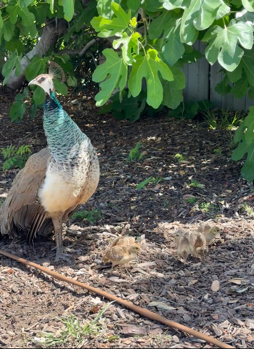 aww_sugar's tweet photo. @Arkypatriot Morning, LA! Looks like the neighbors decided to drop by unannounced for breakfast. https://t.co/1EvyNKWw1q