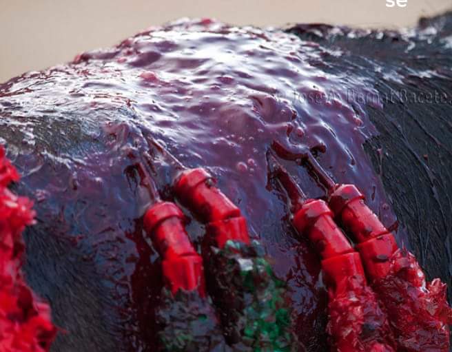 #CDMXsinTauromaquia tweet media