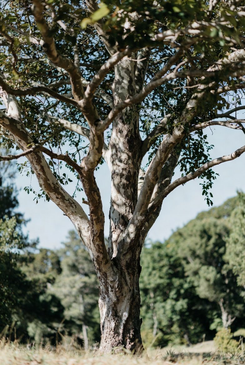 Silas Lee | Tidemason tweet media