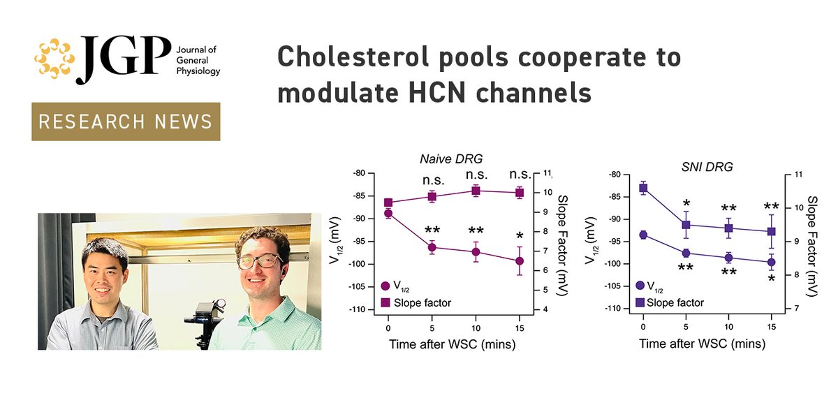JGenPhysiol's tweet image. A new JGP study by Lucas Handlin, Gucan Dai @GucanD et al. (hubs.la/Q04dnnDz0) provides mechanistic insights into the #cholesterol-dependent modulation of #pain sensation by DRG neurons. Learn more in the latest Research News: hubs.la/Q04dngJh0
