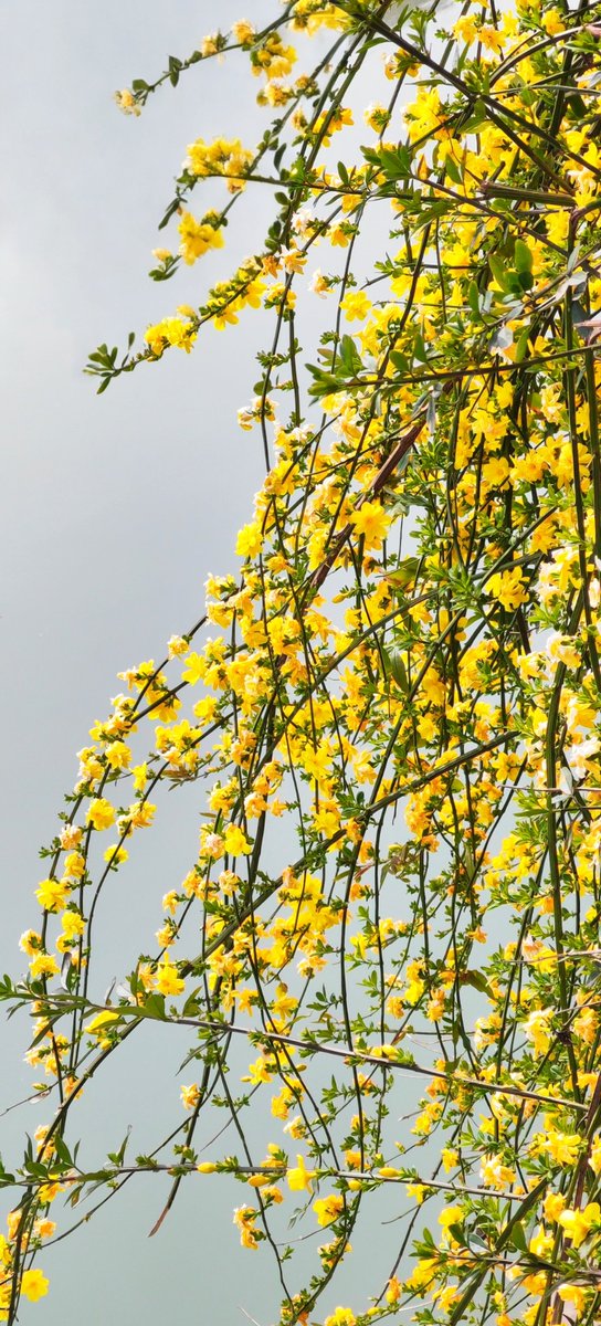 Bhaskar naidu v tweet media