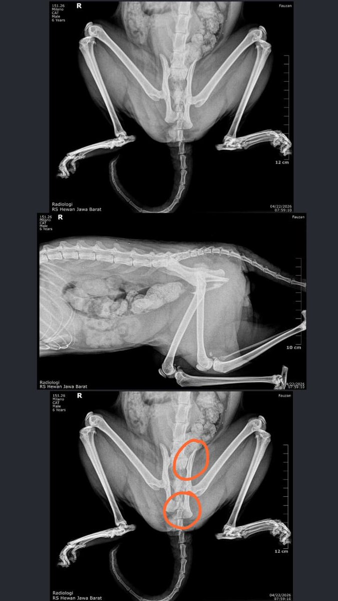 annurrizka's tweet photo. (OPEN DONASI) 
Twitter please do your magic
Qadarullah kaka saya menemukan kucing liar dpn rumah yg terluka (diperkirakan korban tabrak lari) sdh dibawa ke klinik hewan ternyata patah tulang &amp; butuh biaya cukup besar utk operasi, utk info lbih lanjut ada di gambar ya, thx a lot https://t.co/9QsX2lHOXd
