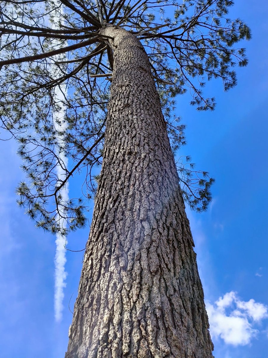 LadyGrace27's tweet image. Tall and patient, they write their prayers in green ink against the sky...🩵

#fridayvibes #trees #tree
#newforest #nature