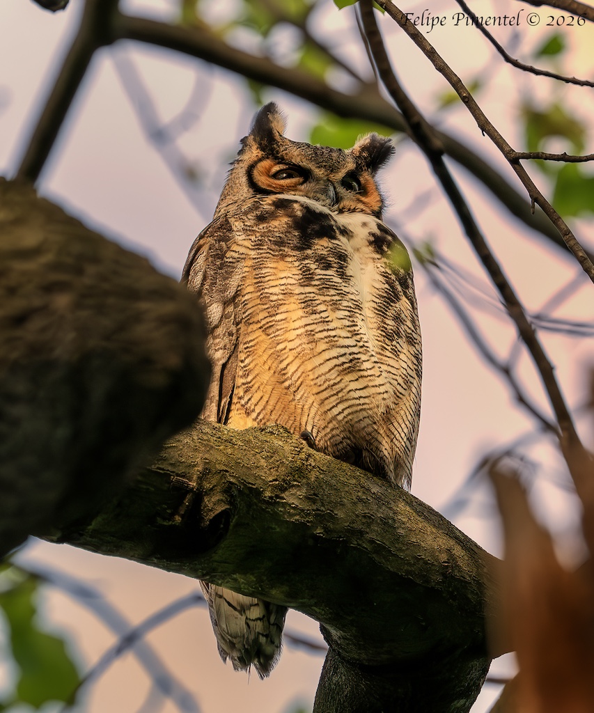 Fpimentel1954's tweet image. Great Horned Owl (Bubo virginianus). #birdcpp #BirdsSeenIn2026 #owls #nikonphotography #wildlifephotography #birdphotography