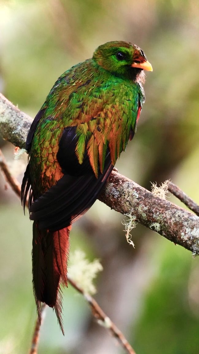 Memo Gómez (Fotógrafo de Naturaleza) tweet media