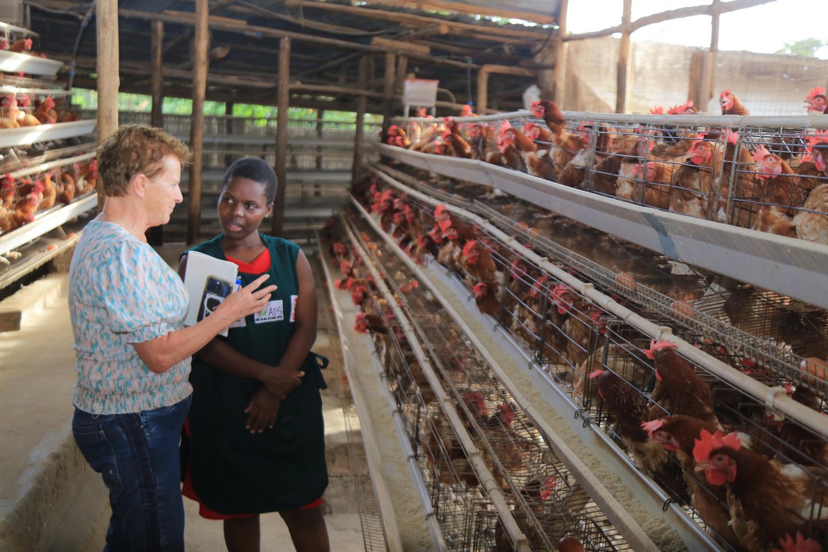 fsme_uganda's tweet photo. Are you feeding your birds the right nutrient composition, fit for proper growth and desirable results?

This is one of the prominent questions in discussions between @PUM_nl expert Francoise de Goeijen and women entrepreneurs she is mentoring during her two-week stay in Uganda.

From conversations, some doing it right, considering the supply chains of feeds. Others have made mistakes that cost their enterprises much money, when the birds suffered malnutrition or over-feeding.

A key theme in all the engagements is the readiness to learn the best practices.

Francoise has shared with these women technology-enabled methods which are delivering better productivity and profitability for poultry agri-smes across the world.

She has exposed them to paths towards a nexus of their indigenous knowledge and modern, scientific ways of poultry management.

@WEADS_project aims to accelerate the growth and impact of 100 women-led Agri-SMEs in different value chains including poultry, coffee, fruits & vegetables, diary and potatoes.