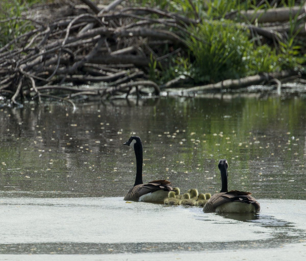 kinnaman_tim's tweet image. Today's favorite shots so far...
#nature #naturephotography #canadagoose #cardinalbird