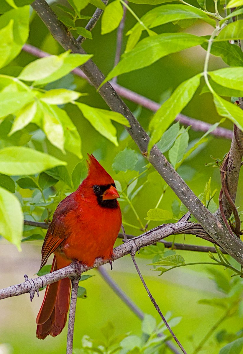 kinnaman_tim's tweet image. Today's favorite shots so far...
#nature #naturephotography #canadagoose #cardinalbird
