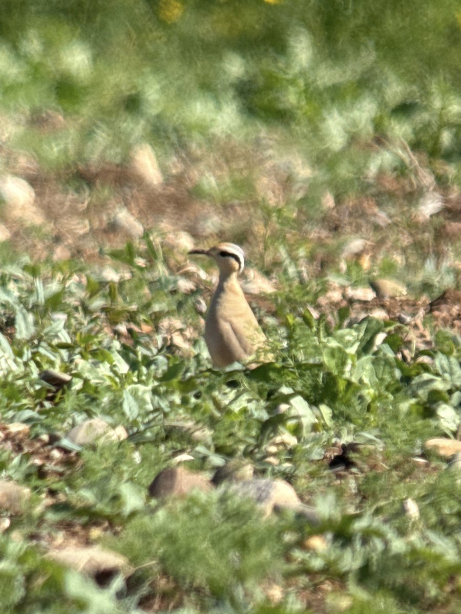 AndersG2211's tweet photo. Migration in full swing this week! Highlights incl: Quail, Little &amp; Spotted crake, Montagu’s &amp; Pallid Harrier, Turtle Dove, Roller, Bee eater, Crag Martin, Garden, Icterine &amp; Barred Warbler, Golden Oriole, Masked Shrike, Pied &amp; Collared Flys to name a few! 
#cyprusbirds https://t.co/shqyVzxh4k