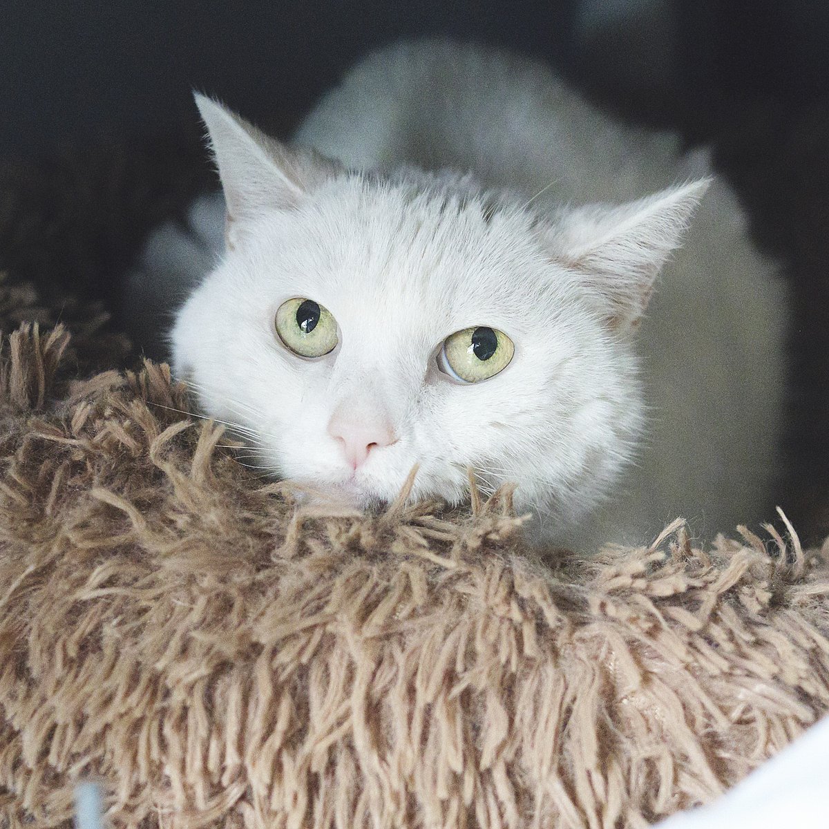 protemataro's tweet image. 🐾 Ajuda’ns a transformar la por en esperança! 💜 Amb la teva donació a la campanya Integra'ls, podem posar la seva fragilitat emocional en mans d’experts i donar-los una segona oportunitat. 🙏🐶🐱 📲 Dona aquí 👉 protectoramataro.org/integrals/ #Fràgils #Emocions #Por