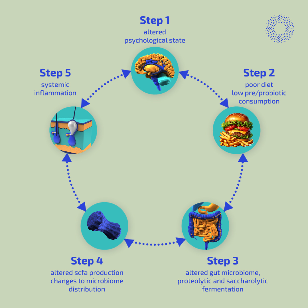CodexLabsCorp's tweet photo. The Skin-Gut-Brain-Biome “Axis” is believed to explain correlations among the gut microbiota, emotional states, and systemic skin inflammation. 
 
Many skin disorders are now thought to originate in the gut microbiome.  Disturbances in mucosal lining, microbiome dysbiosis, overgrowth of bacteria in small intestines, can all appear as rashes, flares, or even the onset of skin diseases such as acne, eczema, or psoriasis.   
 
More recent gut-skin axis studies show numerous skin diseases associated with an altered gut microbiome. The inner surface of the gut and the outer surface of the skin are both covered with epithelial cells, which directly contact microbes. The human intestinal epithelial barrier regulates the uptake of fluid, electrolytes, and nutrients, as well as prevents the penetration of pathogens.
 
Gastrointestinal dysfunction and imbalance of the intestinal microbiome, known as dysbiosis, cause excess bacterial growth of pathobionts, leading to competition for nutrients and toxic metabolite production. This results in local and systemic inflammation affecting the physiology of the skin. Maintaining the integrity of tight junctions and the permeability of intestinal epithelial cells is crucial.
 
There is a link between the gut microbiome and eczema, and some research suggests that changes to the gut microbiome may be a factor in the development of eczema.  This imbalance may contribute to the inflammation and immune response that causes eczema.
 
A study found that the gut microbiome of infants with eczema differed from that of healthy infants. The study found that pathogenic species such as Escherichia, Shigella or Clostridium were more abundant in infants with eczema, while the species Bifidobacterium was more abundant in healthy infants [1].
 
Eating a plant-based, anti-inflammatory diet may help some people with eczema. Eating fermented foods while pregnant may reduce the risk of a child developing eczema [2].
 
References:
1.     https://t.co/jT8fbvJXev
2.     https://t.co/i4akz0m2rb
 
#codexlabs #biohacking #biotechnology #bioscience #skincare #eczema #guthealth #probiotics #microbiome
