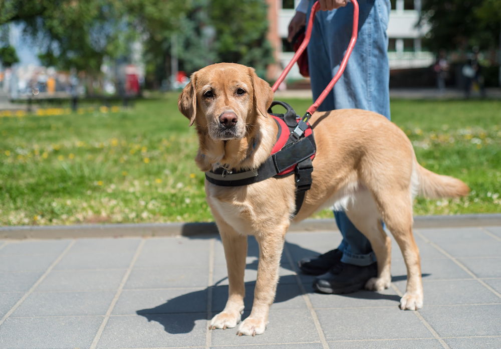 HousingCoach's tweet photo. Your Rights with an Assistance or Service Animal https://t.co/uH1eWOFlCM https://t.co/LBylA8hz2E