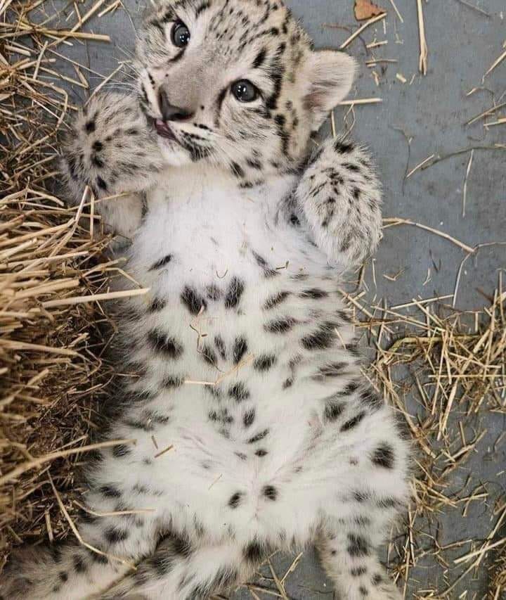IT'S LION AND TIGERS WORLD (@animallove_22) on Twitter photo 