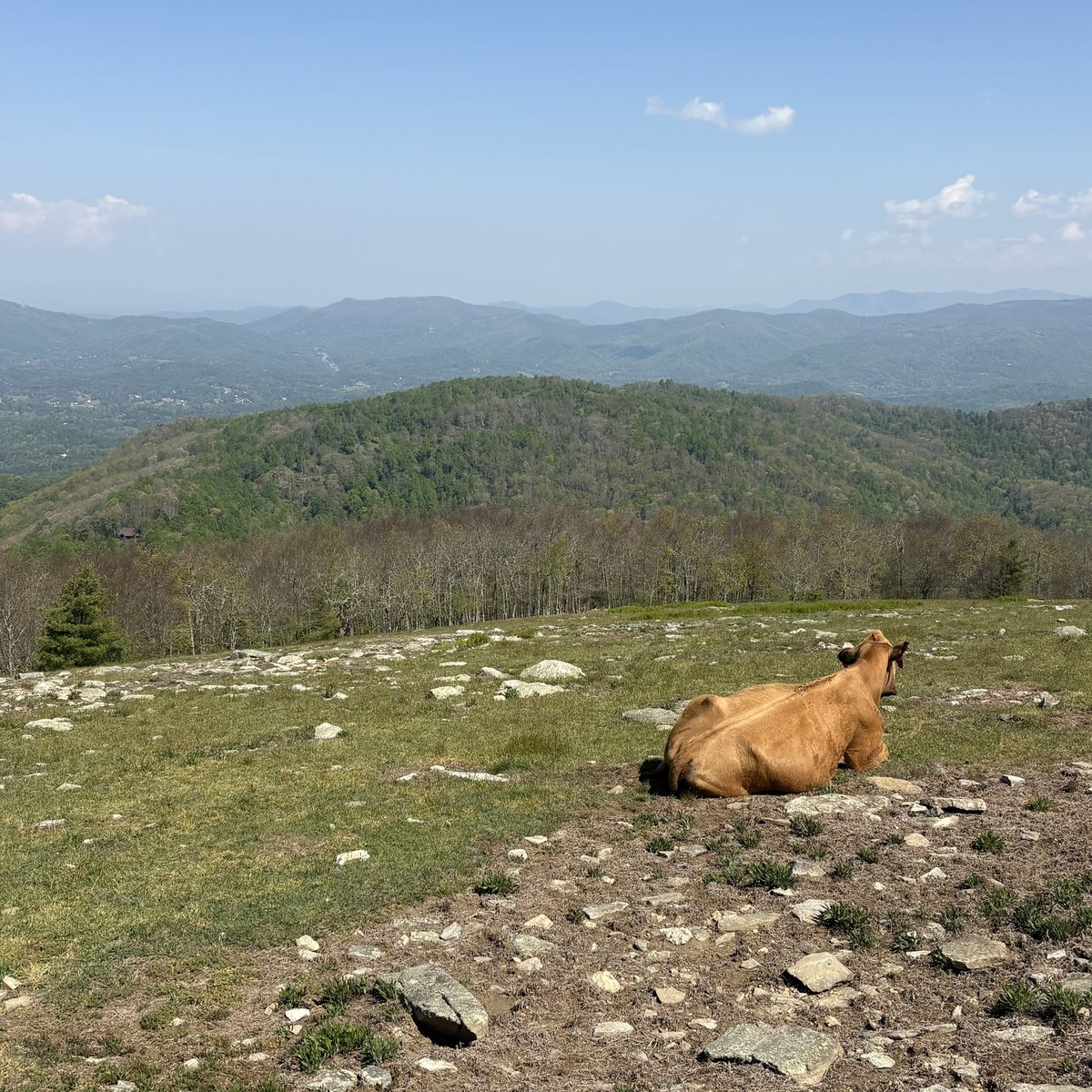 went on this hike with cows and i nearly teared up.. she was enjoying the scenery 💔💔💔