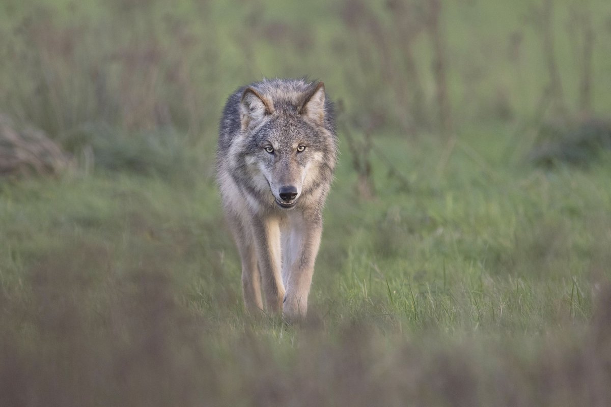 BBB BoerBurgerBeweging 🍀🍀🍀 tweet media