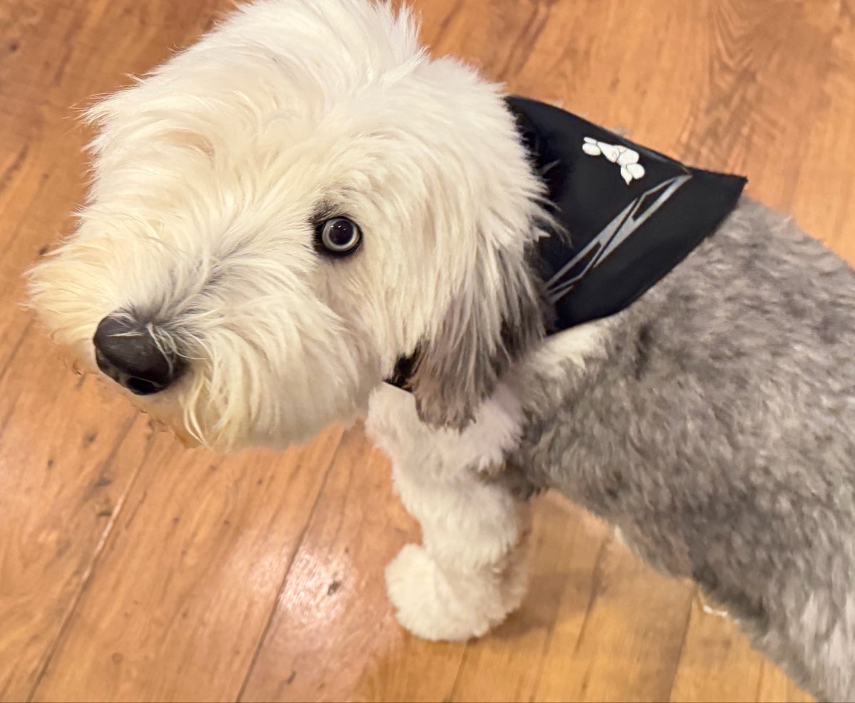 BLKMDL3's tweet photo. Winnie modeling the new @Tesla Dog Mode Bandana that I bought from the Tesla Diner. So cute. https://t.co/MiZhQnOexL