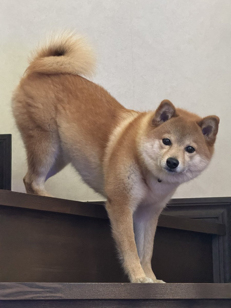 トンボ tweet media