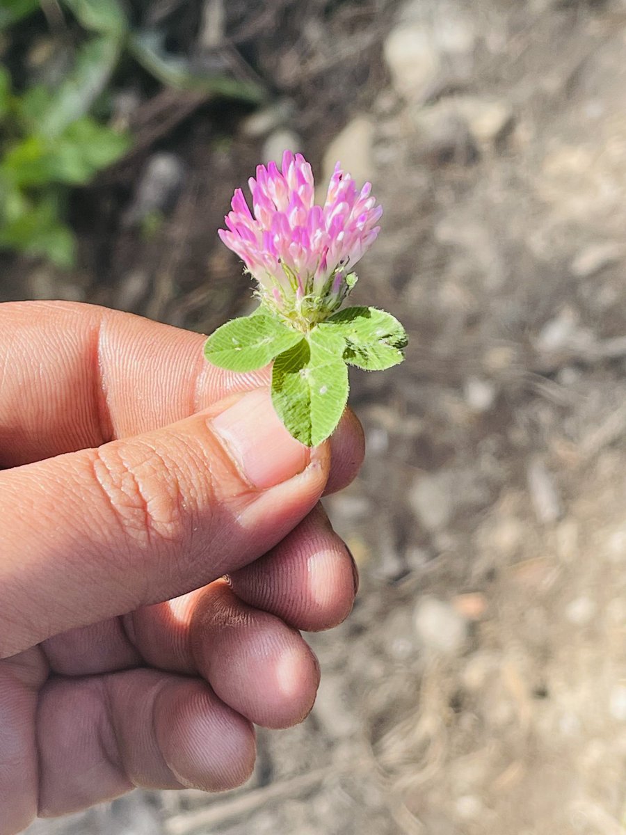 Nature Pathway tweet media