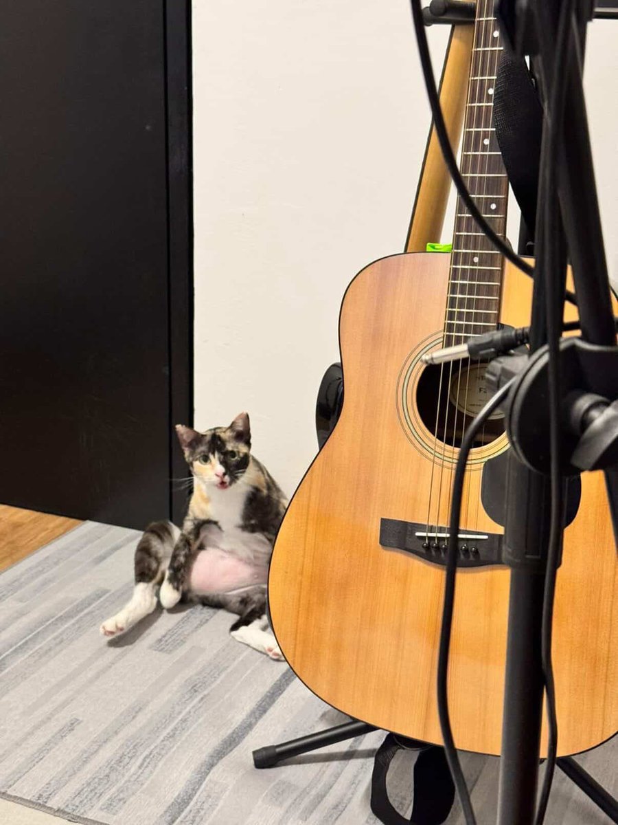 Hi everyone! 

Can you all please help me share this 🙏🥺 

Meowdona is a rescue of mine, who found a home but at no fault of her own, she just wants to be the only cat. 🥹 😬

Her parents are really trying but it’s just not working with the others, it’ s been half a year. 🥺