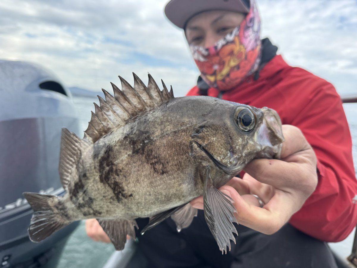 🐟️フィッシングガイド勝栄丸🎣🚢 tweet media