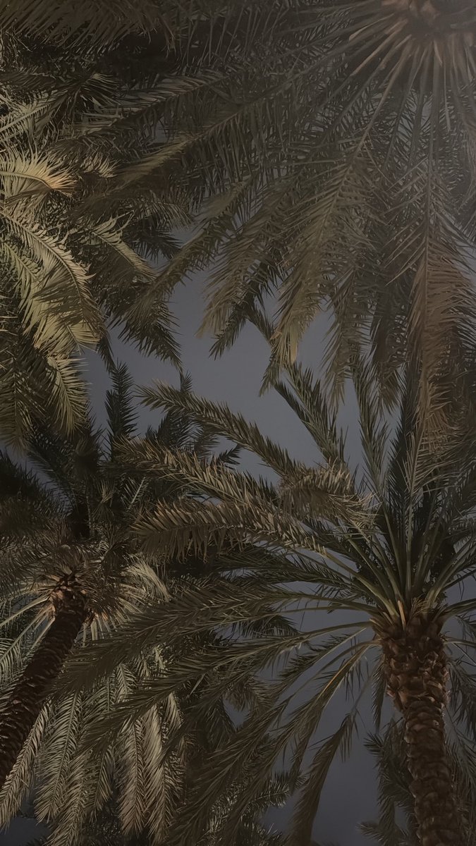T1dtaef's tweet photo. قهوة الجمعه 🌴🤍 https://t.co/mPtg9h4Yj8