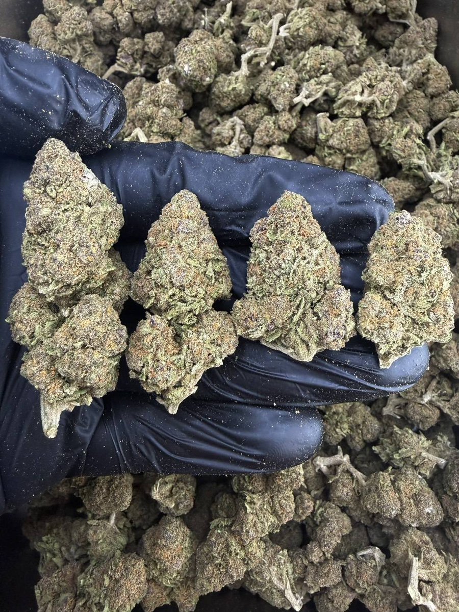 Oldman420TH's tweet photo. งานevap 
Sherbet glue 
Indica -dominant
กลิ่นหอมเข้มข้น
ราคาพิเศษ 

100g1000

#กัญชาเชียงใหม่ #กัญชา #กทม #เชียงใหม่ #เรียลญ #FWB  #เนื้อ #พันลำ #Israël  #cnx #gunja #weed #ganja #หาเพื่อน #

https://t.co/tOot3t8GIc https://t.co/KijUco3Mm1