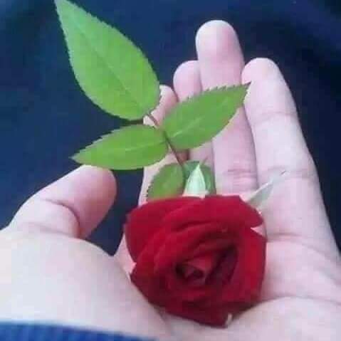 محمد عمارة tweet media