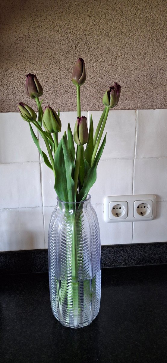 HeleenHoltmanns's tweet photo. Paars met een ruffle. Benieuwd naar deze tulpen uit de #pluktuin https://t.co/O0qhOCI0cf