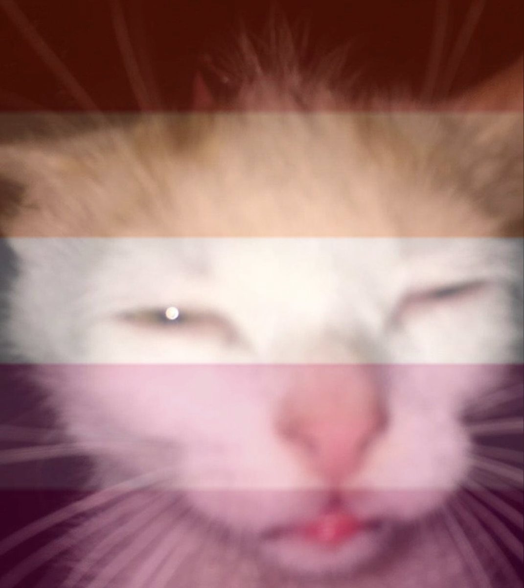 s𖦹up ˙ᵕ˙ tweet media