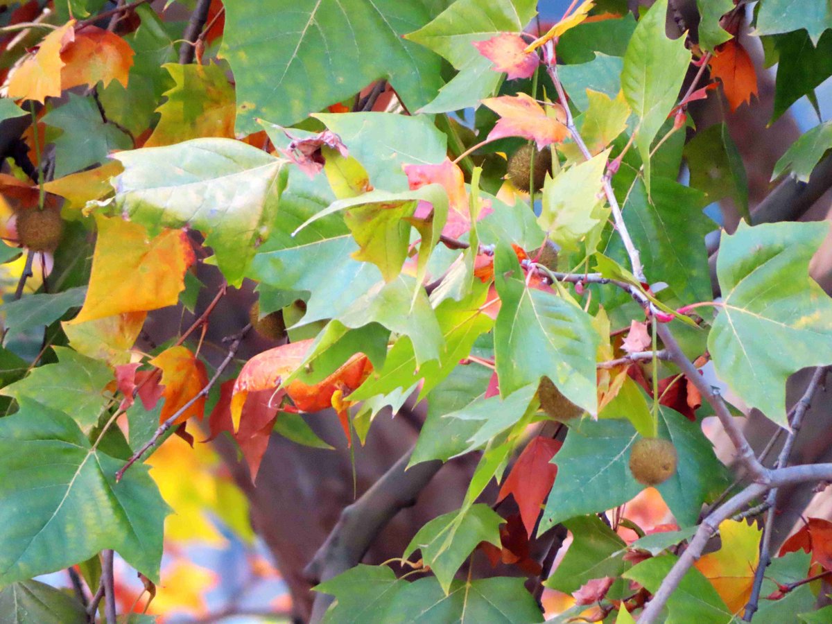 Clare Edelstein tweet media