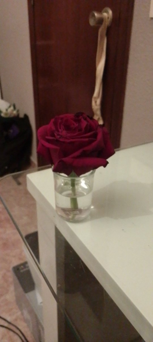 la pobre ha aguantado tanto q no le ha sobrevivido el tallo pero está viva (y es la primera vez que me dan flores estoy muy contenta)