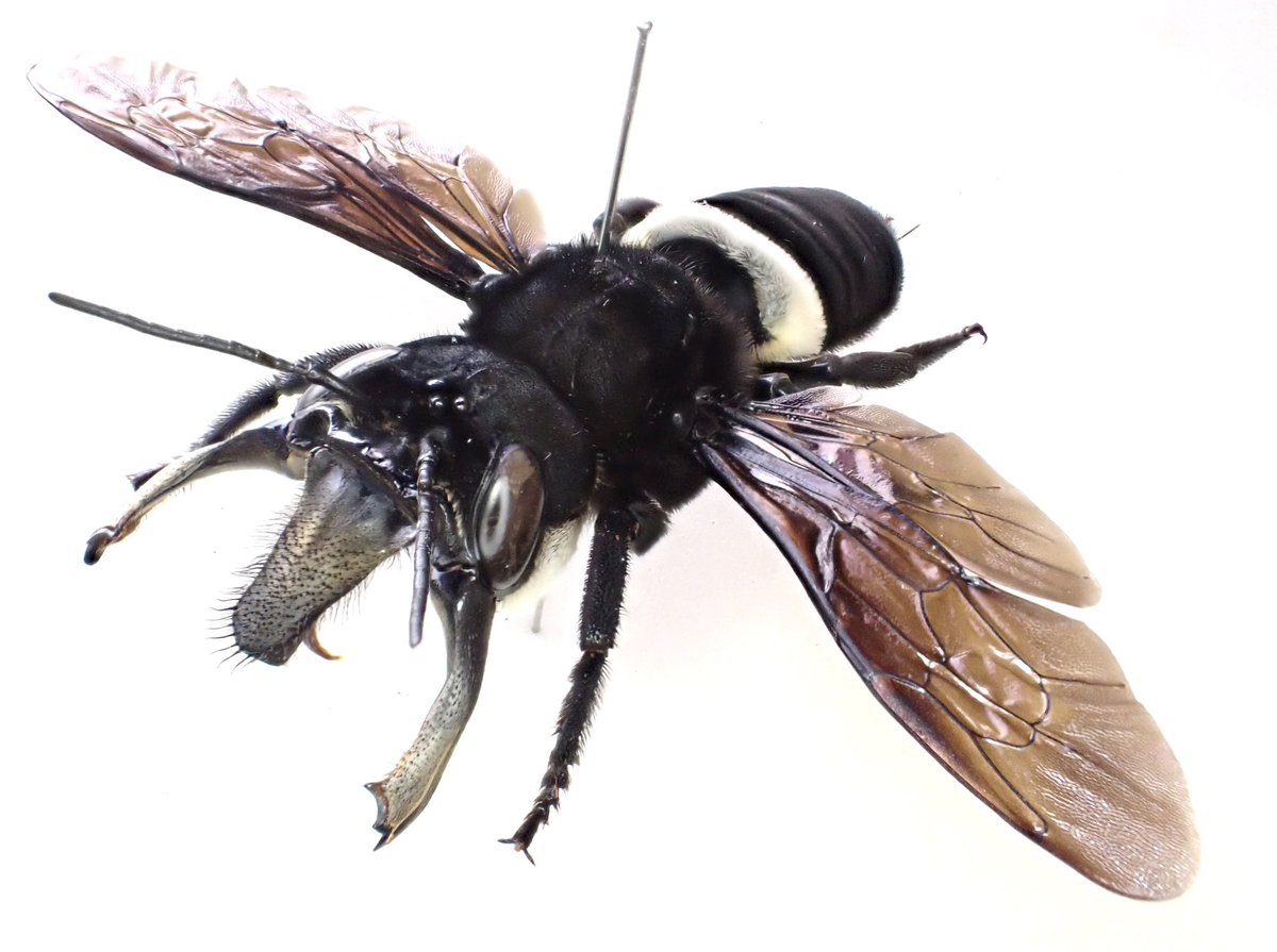 ウォレスズ・ジャイアント・ビー
𝑀𝑒𝑔𝑎𝑐ℎ𝑖𝑙𝑒 𝑝𝑙𝑢𝑡𝑜

長らく絶滅したとされていましたが数年前に再発見されて話題となった大型のハチ
巨大というほどの大きさではありませんが、発達した大顎と白い体毛が魅力的