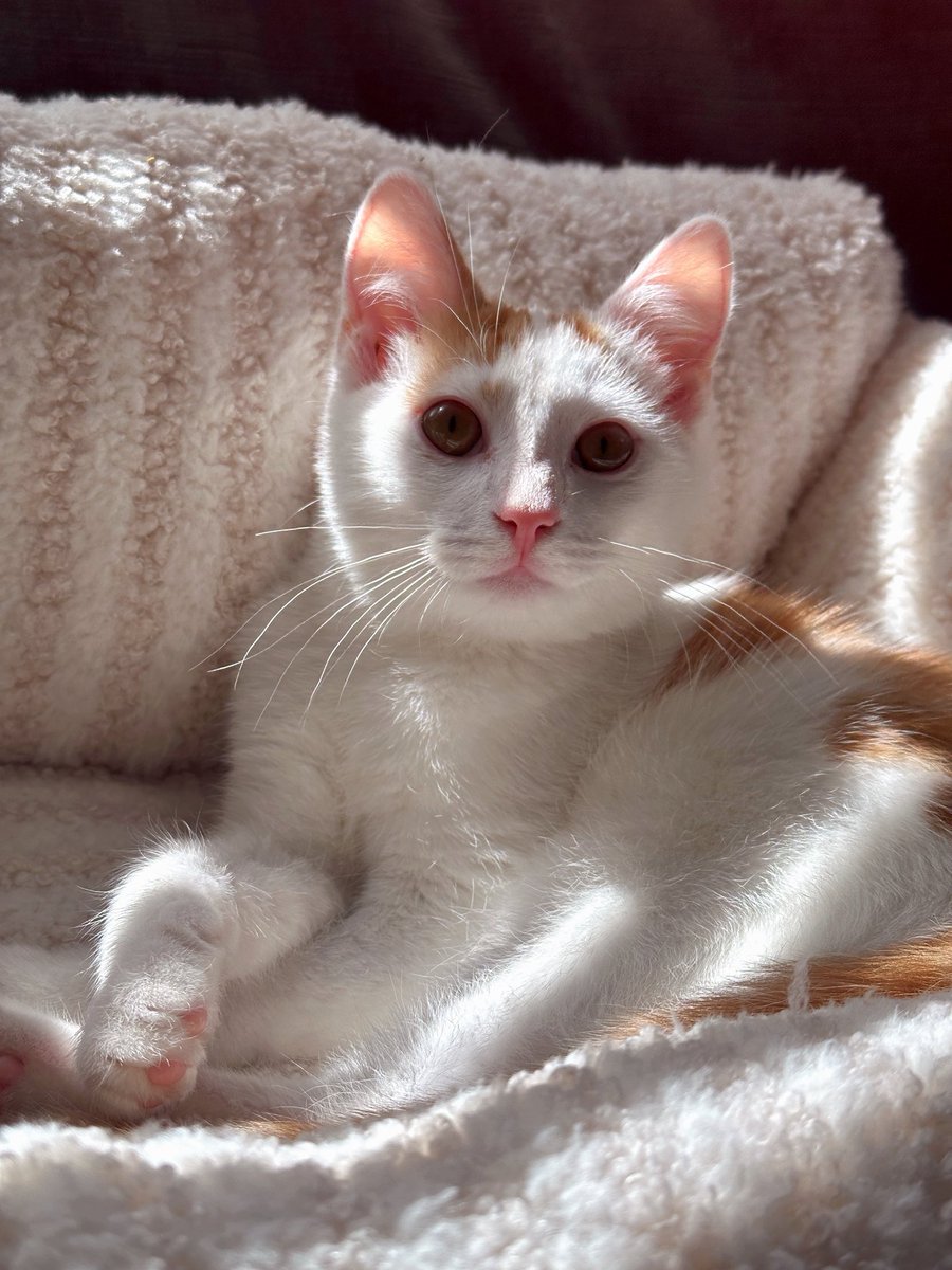 sunbathing his little fur in his soft little bed