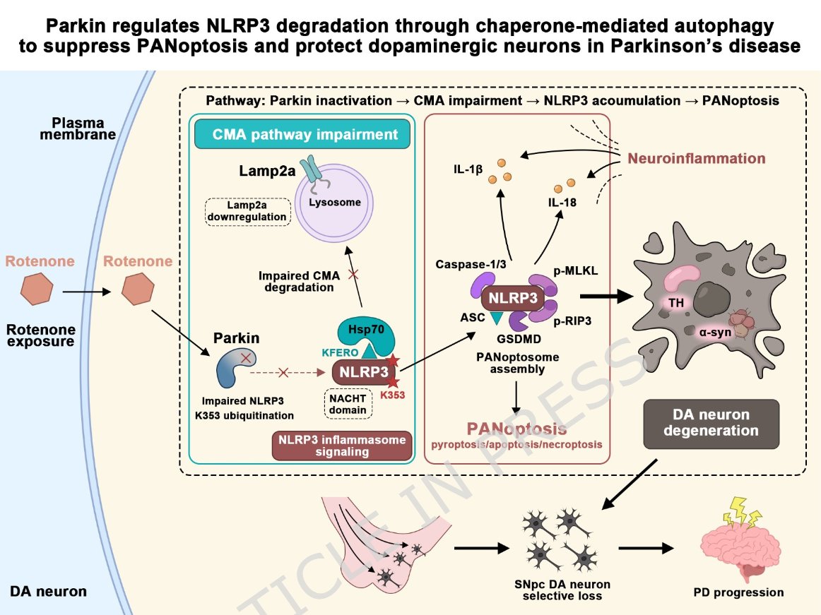 ScienceofPD's tweet image. Researchers report that Parkin regulates NLRP3 degradation through chaperone-mediated autophagy to  suppress PANoptosis &amp;amp; protect dopaminergic neurons in #Parkinsons; Parkin overexpression or CMA activation rescues neurodegeneration
link.springer.com/article/10.118…