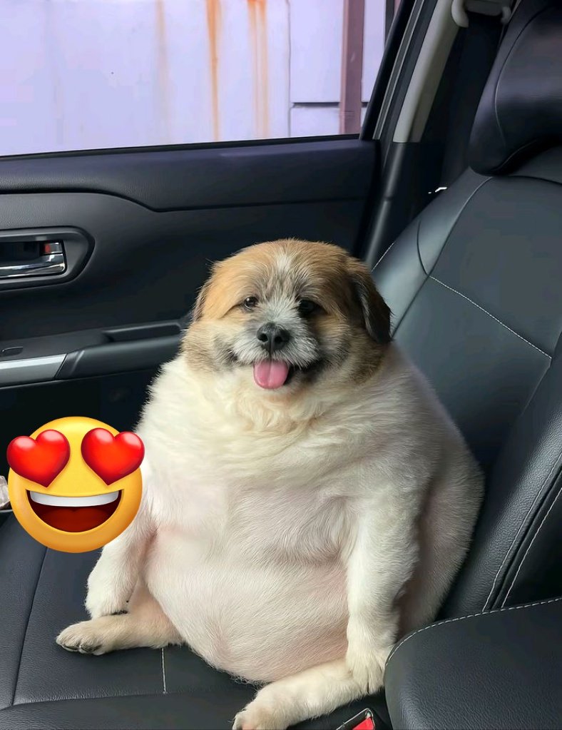 Doglover tweet media