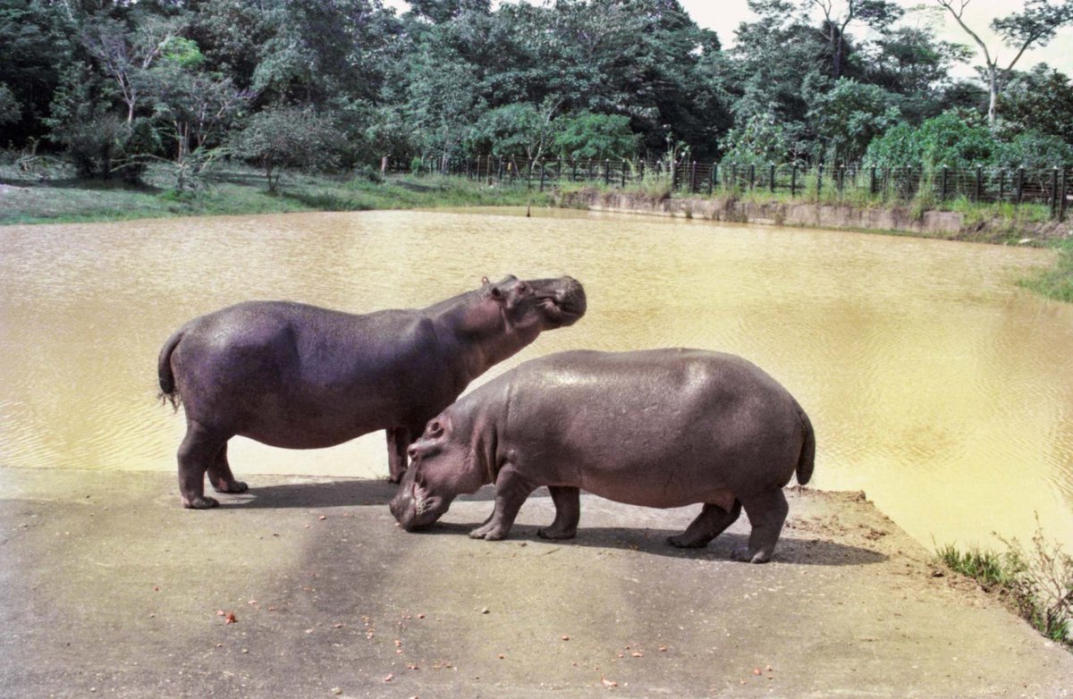 La primera pareja de hipopótamos del zoológico privado de Pablo Escobar en la Hacienda Nápoles. Aunque sigue vigente la discusión, y todavía hay quienes se oponen a sacrificar a los herederos de este par, en Universo Centro llevamos años escribiendo sobre la problemática