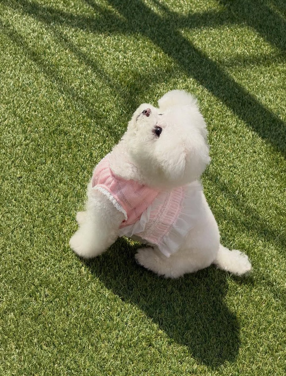 iamwinters's tweet photo. woof woof woof (minjeong is happy) 🐶🫶🏻 https://t.co/BmEWZ19RGn