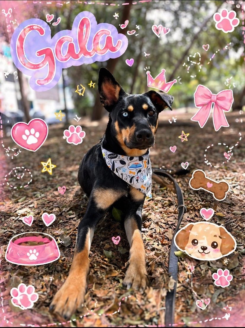 𝙷𝚎𝚕𝚊 𝙼𝚘𝚛𝚎 🐶 tweet media