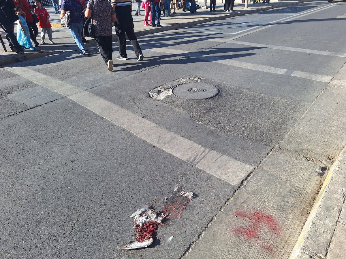 Hoyos Peatonales tweet media