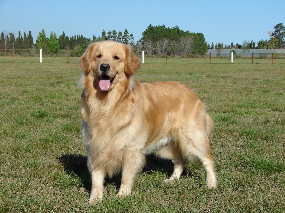 GermanZ-SP tweet media