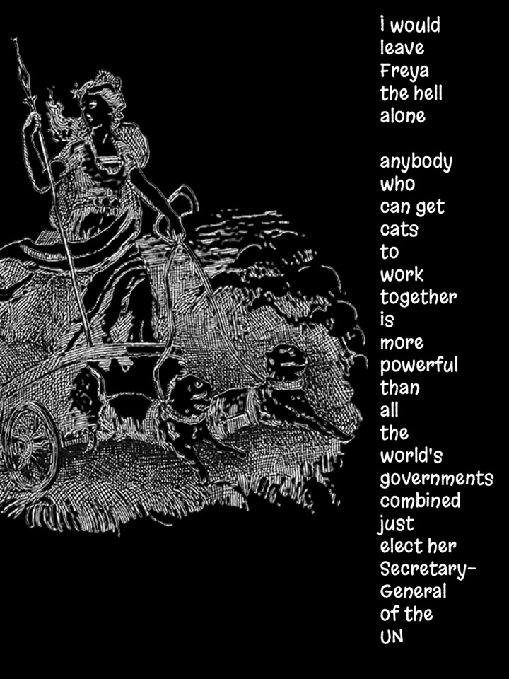 d_gheorgheni's tweet image. #vss365 #cats