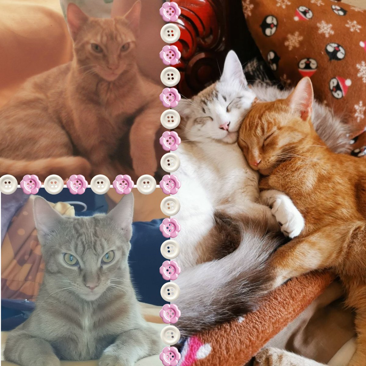 gatitosasalvo's tweet photo. Se acuerdan del gato emput4do??? 

Pues... 

Sigue igual... emput4do 🤭🤭🤭🤪🤪🤪😂😂😂 https://t.co/b66suFiwMw