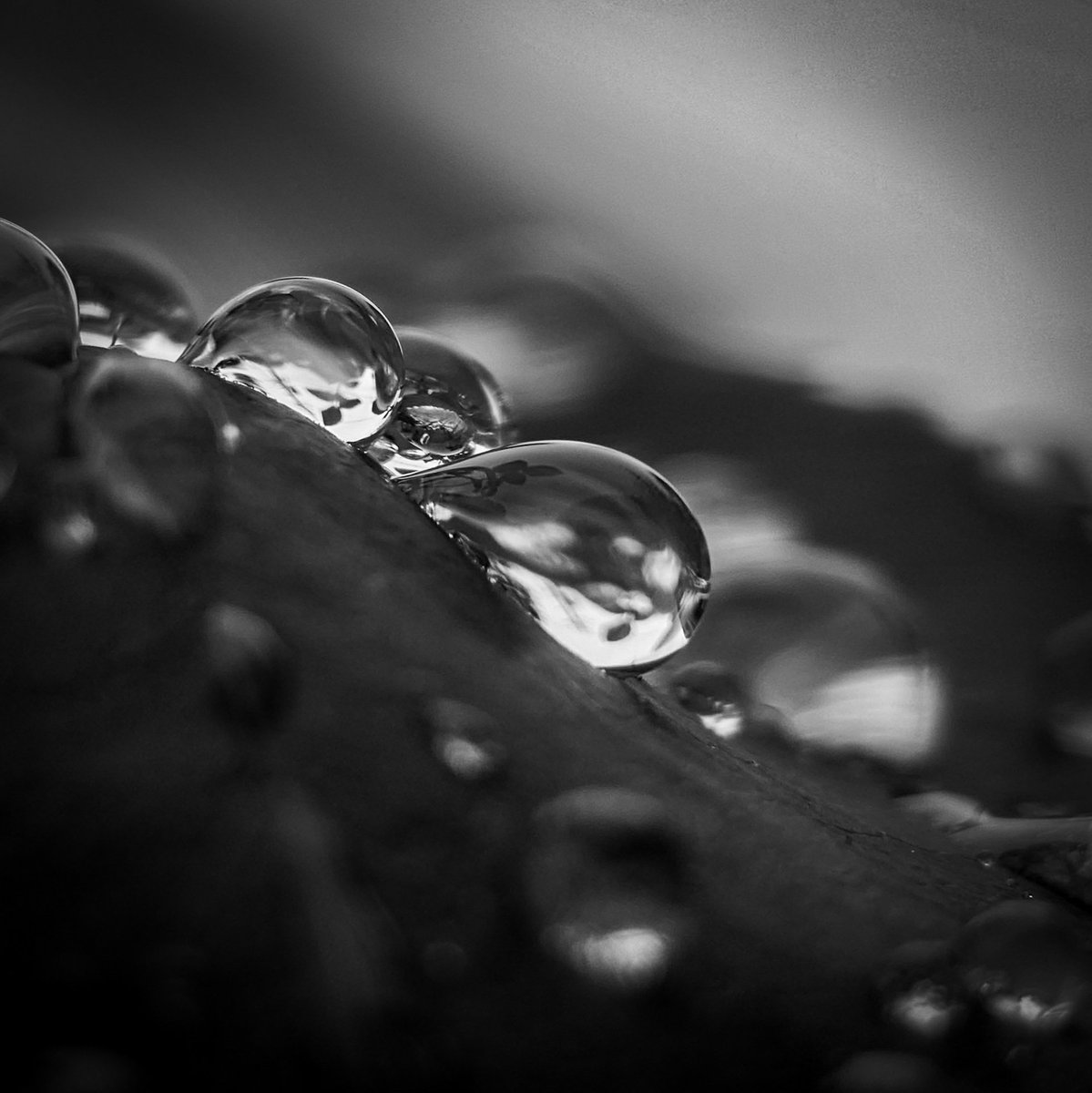 se_necosys's tweet image. falling down

#monochromephotography #mobilephotography #raindrops