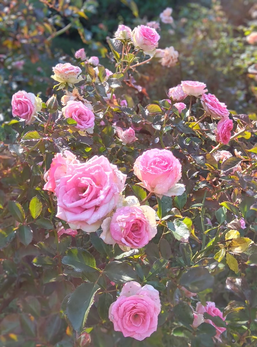 どこか遠く
陽のあふれる場所へ
出かけよう
二人で
そっと
あの頃の夢をたどって
#独り言
#ミミエデン