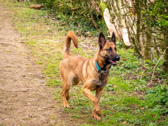 gsrescueelite's tweet image. Pongo is 15mths old and had multiple homes before she was 1! Pongo is a typical #Malinois and can love with older kids, she hasn't been fussed by other #dogs but she will need a breed exp home 
#germanshepherd #Cornwall 
gsrelite.co.uk/pongo/