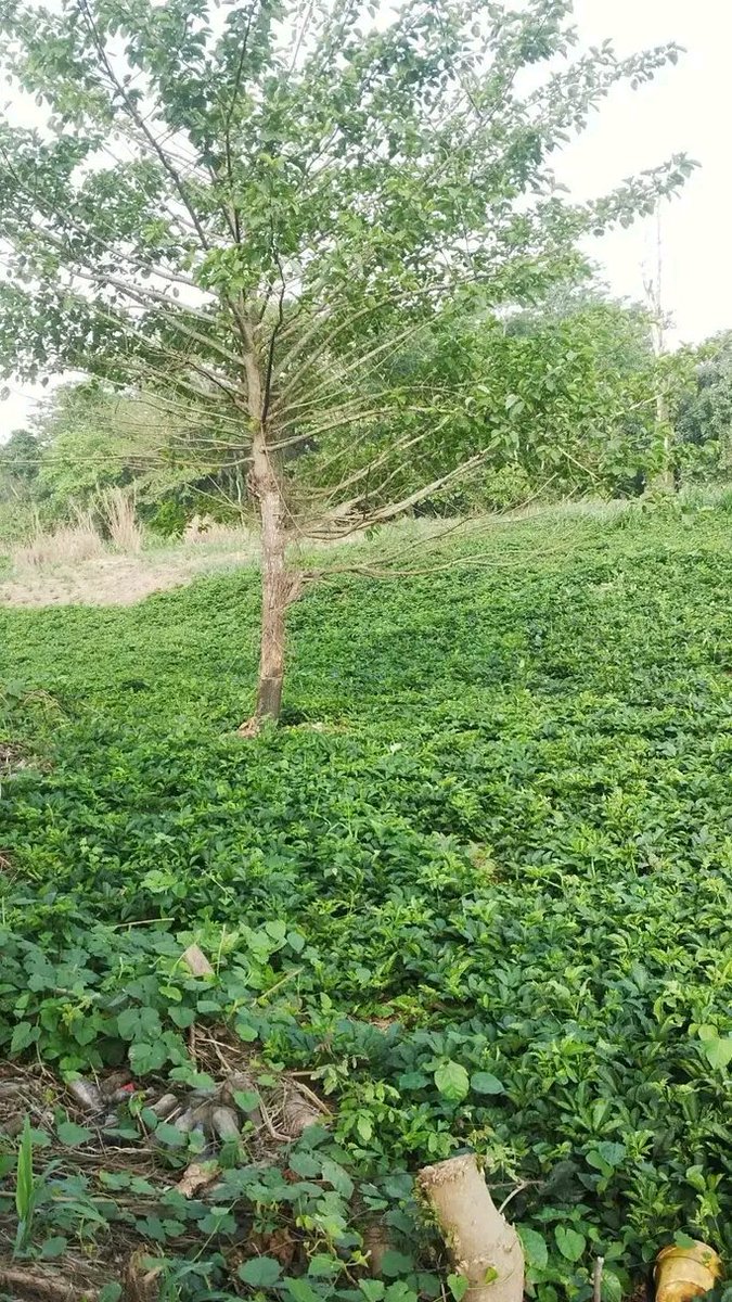 Dufa| HyperGPT tweet media