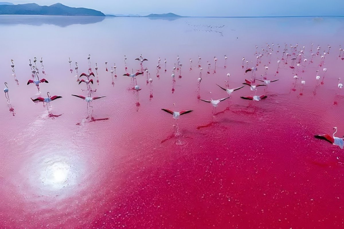 سخنگوی ساواک tweet media