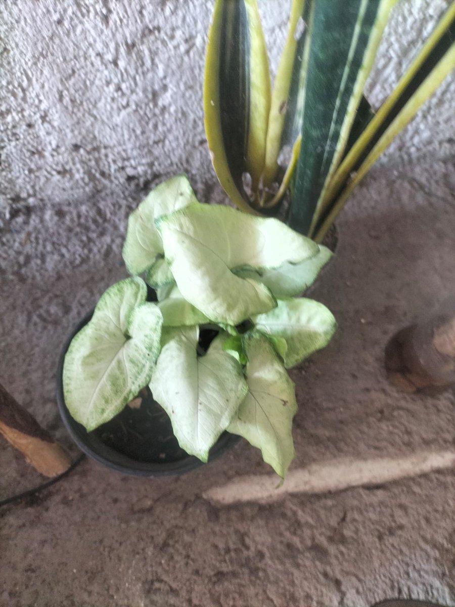 Jose luis escamilla b tweet media