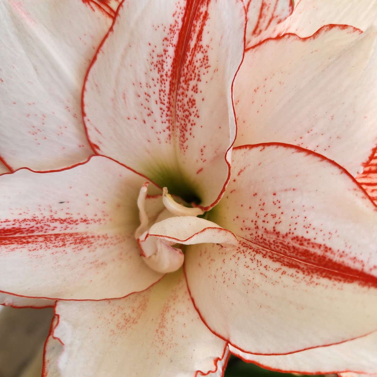 Suzanne D. Williams, Author tweet media